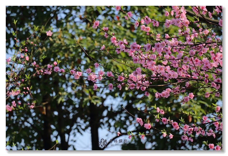 2018万盛春花烂漫