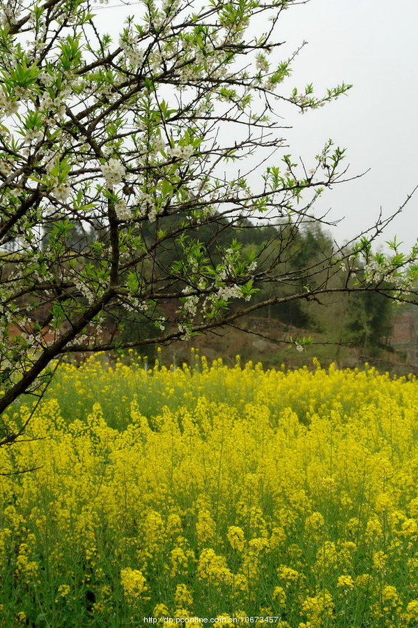 田野里春天的景象图片