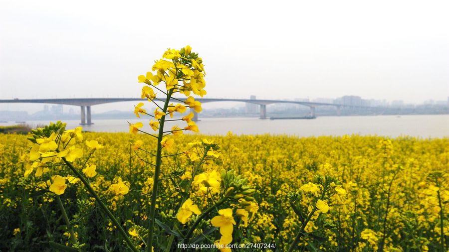 柳州雀儿山公园油菜花图片