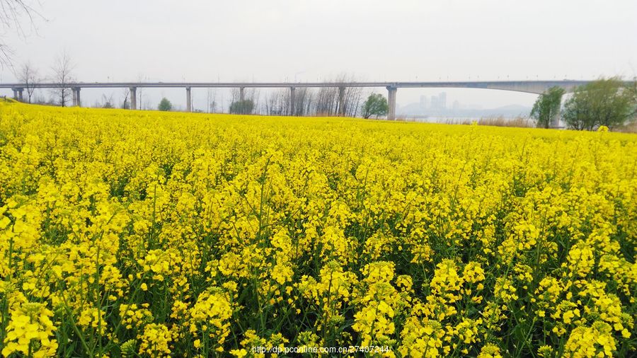 【漫步江灘油菜花攝影圖片】風光攝影_太平洋電腦網攝影部落