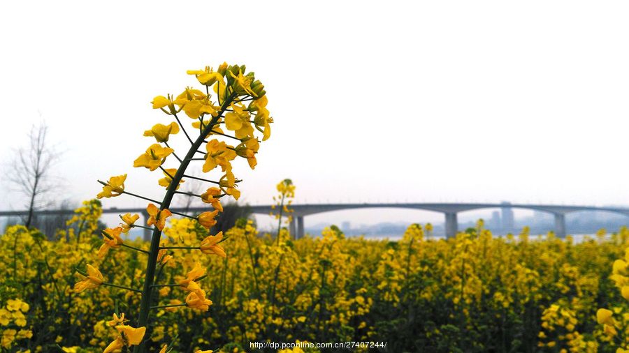 【漫步江灘油菜花攝影圖片】風光攝影_太平洋電腦網攝影部落