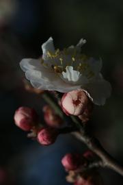 万树寒无色，南枝独有花-------梅花