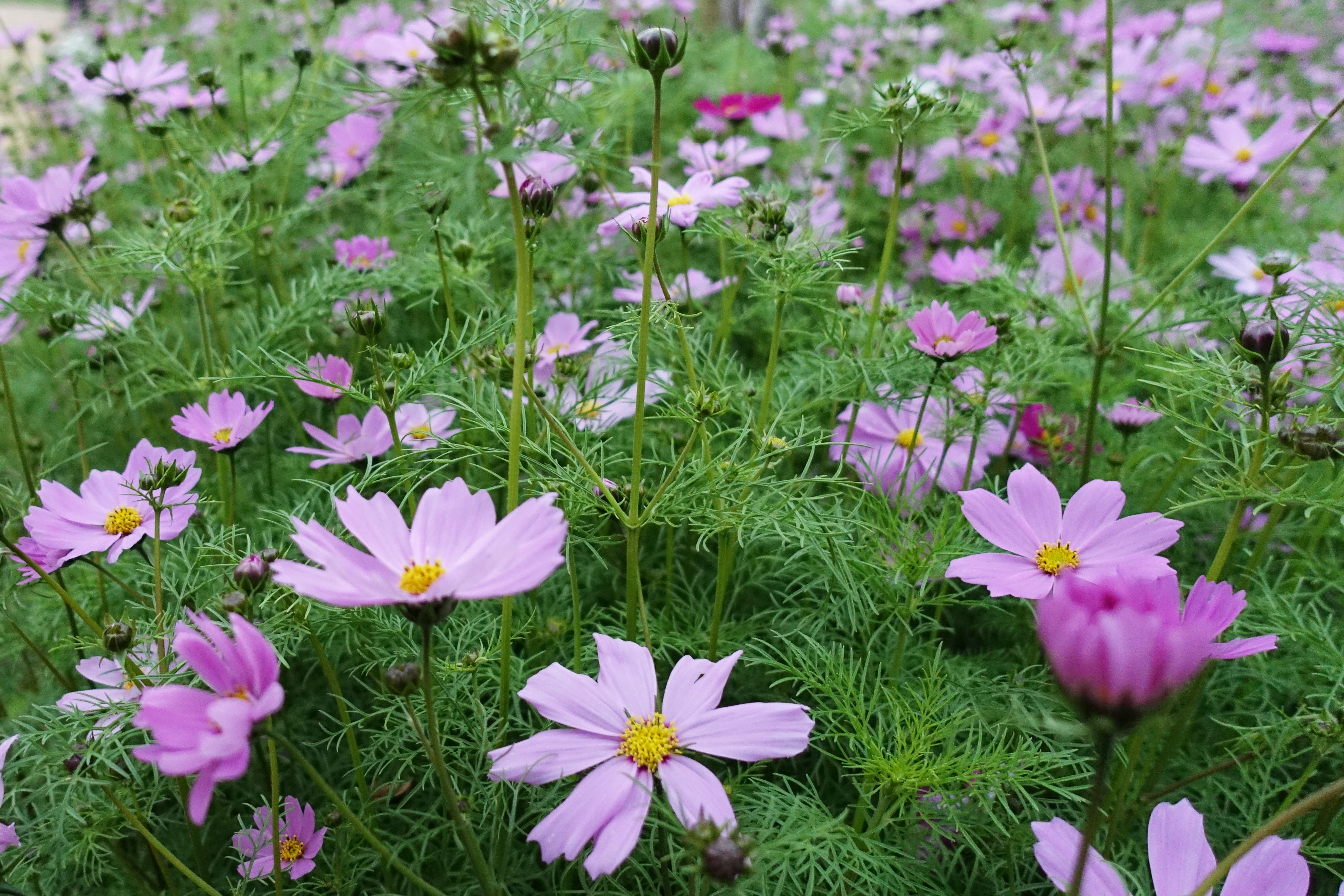 春暖花開