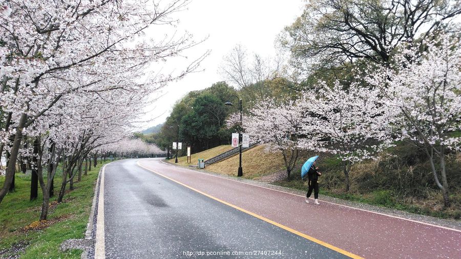 雨中漫步樱花路