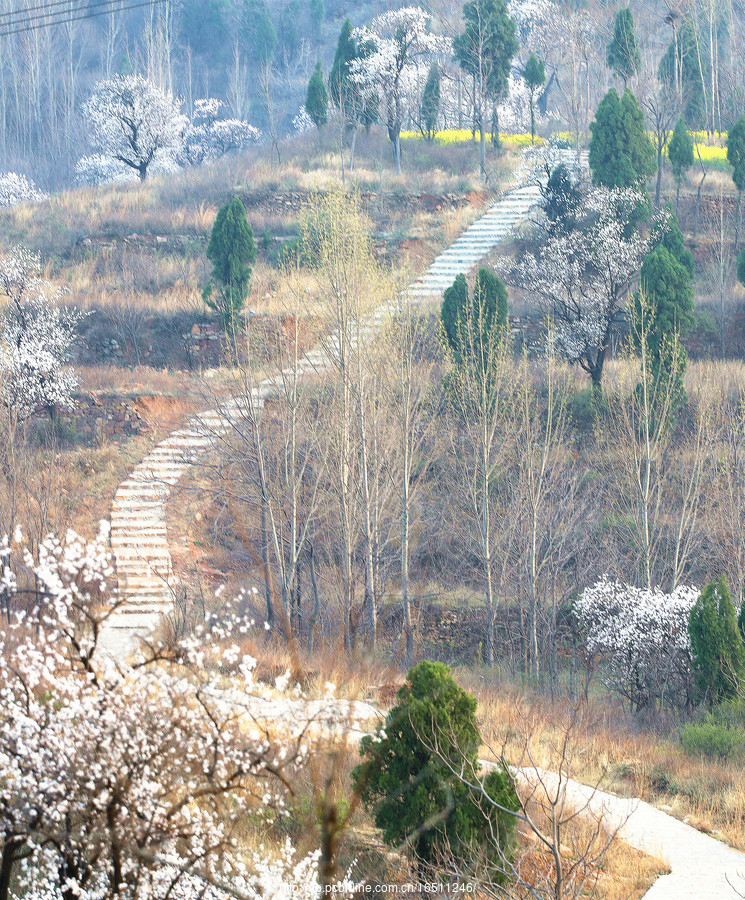 杏花郑谷图片