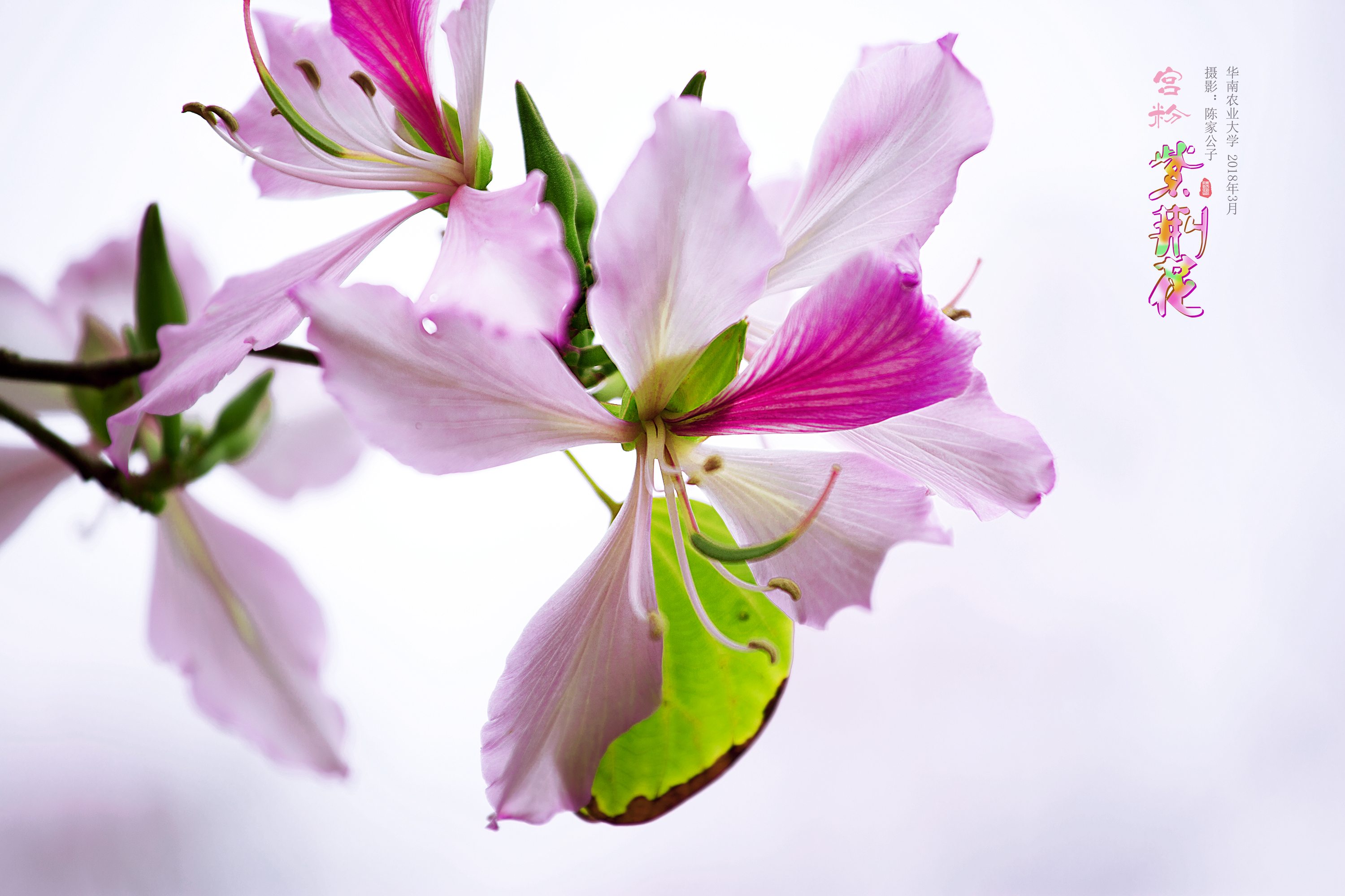 宫粉紫荆花