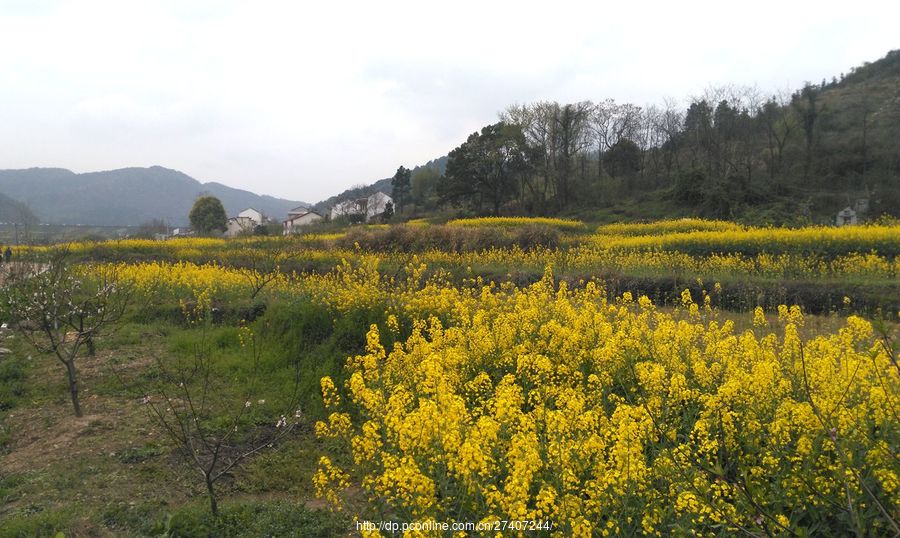 乡村油菜花