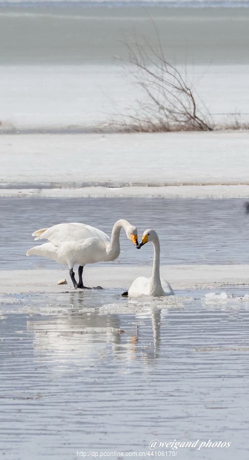 Swan Love