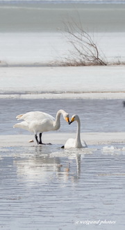 Swan Love