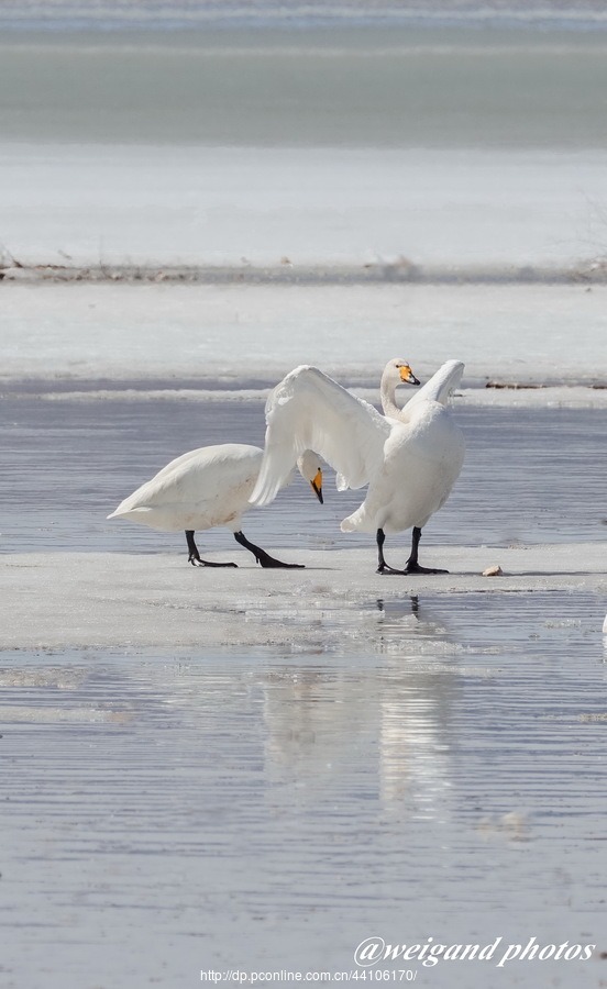 Swan Love