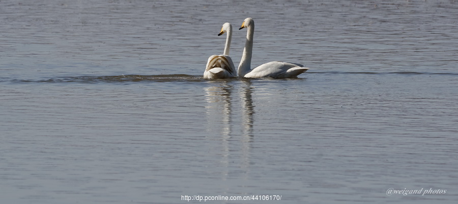 Swan Love