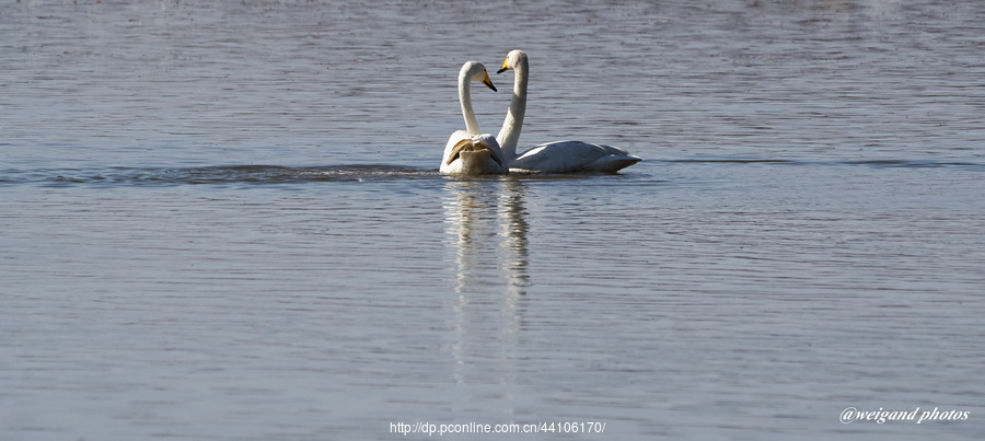 Swan Love