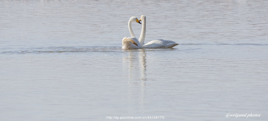 Swan Love