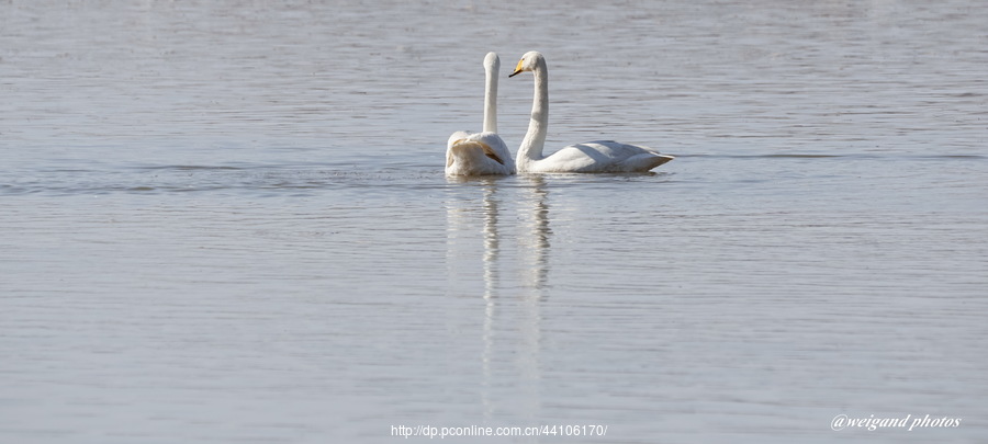 Swan Love