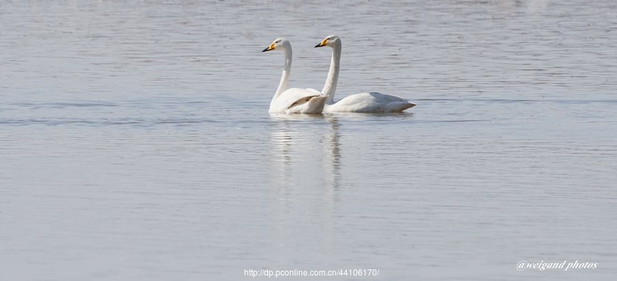 Swan Love