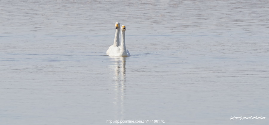 Swan Love