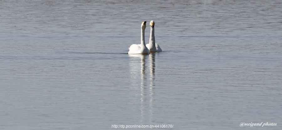 Swan Love