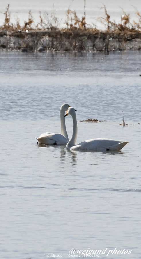 Swan Love