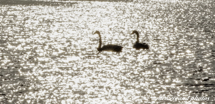 Swan Love