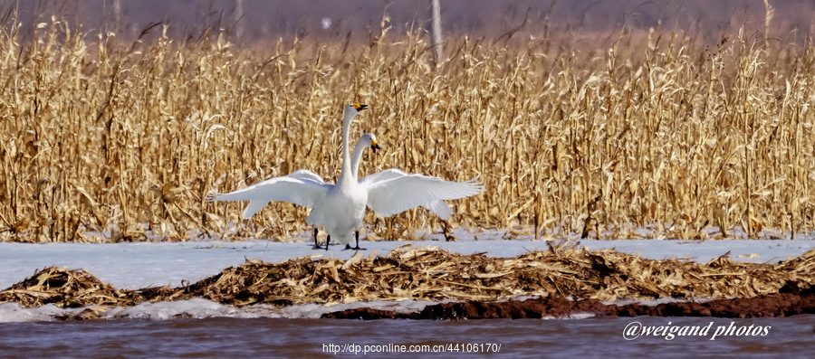 Swan Love