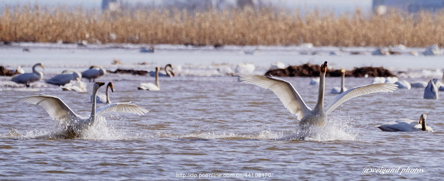 Swan Love