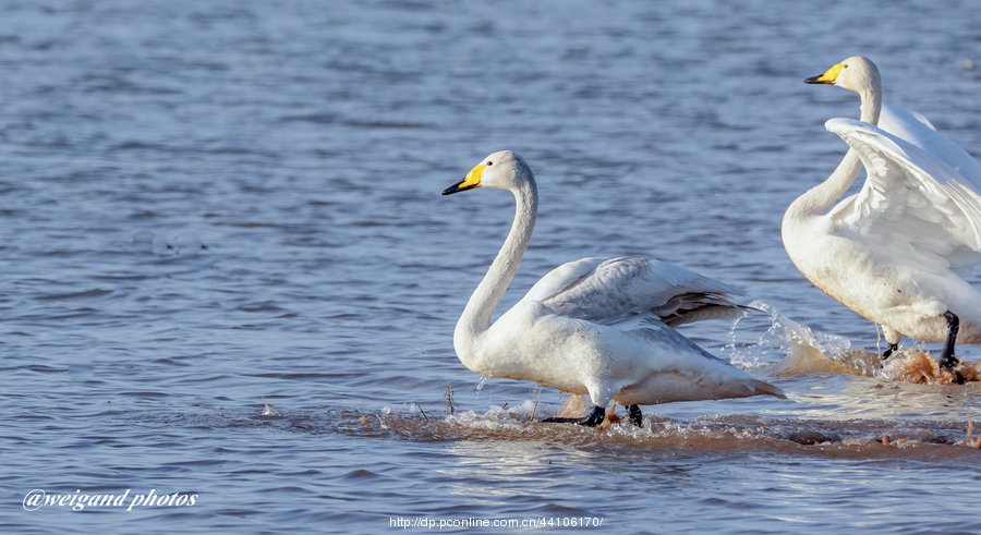 Swan Love