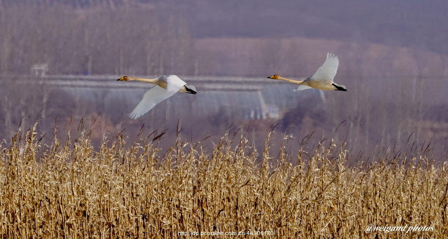 Swan Love