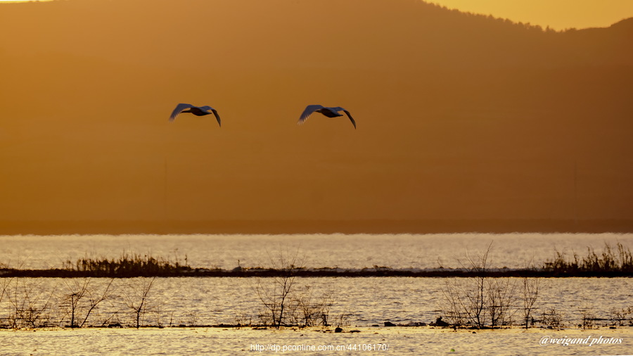 Swan Love