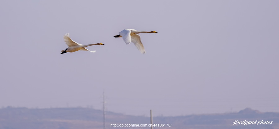 Swan Love