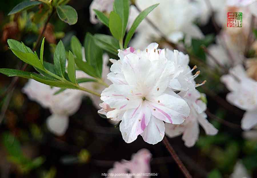 杜鹃花