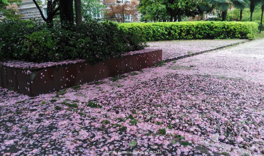 樱花飘落满地殇