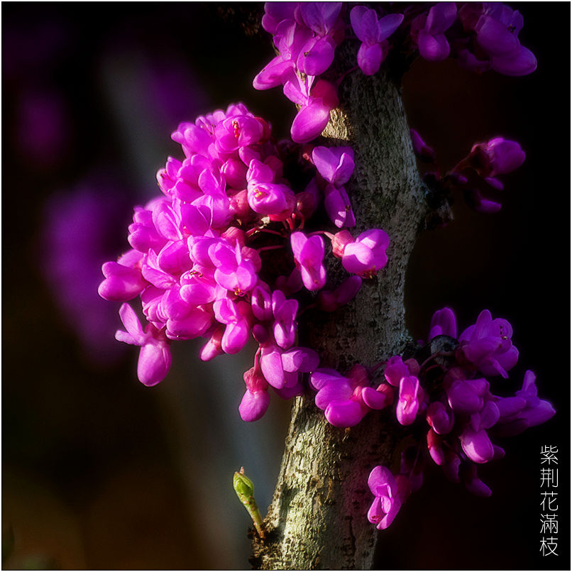紫荆花满枝