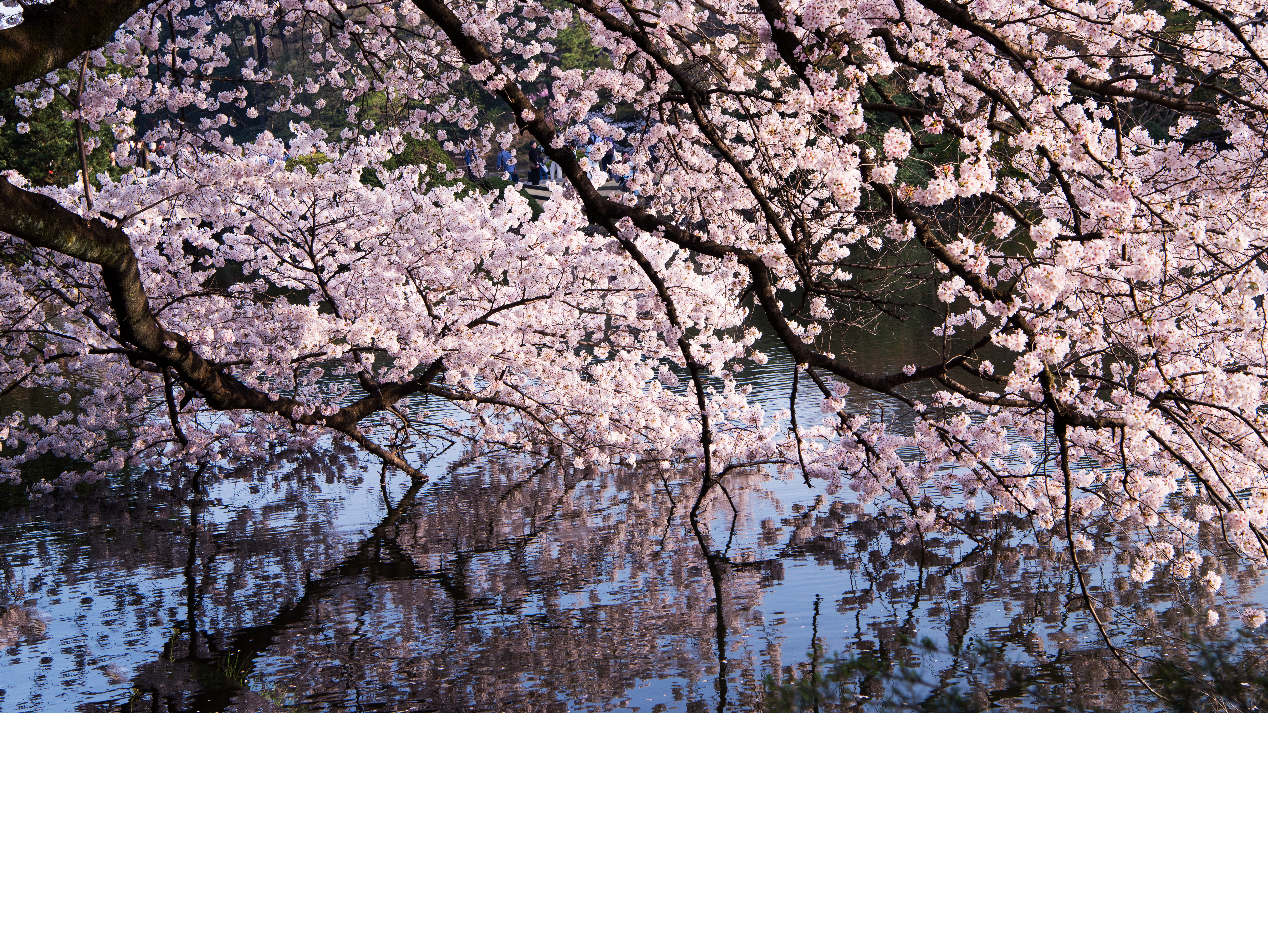 日本樱花季（1）新宿御苑