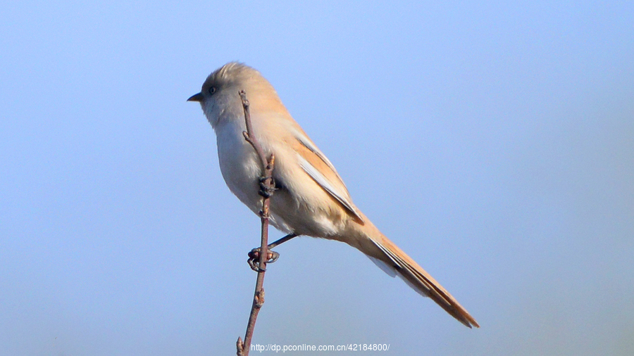 ȸѧPanurus biarmicus