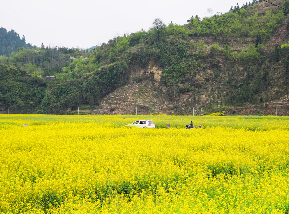 黔东花海—瓦屋乡油菜花