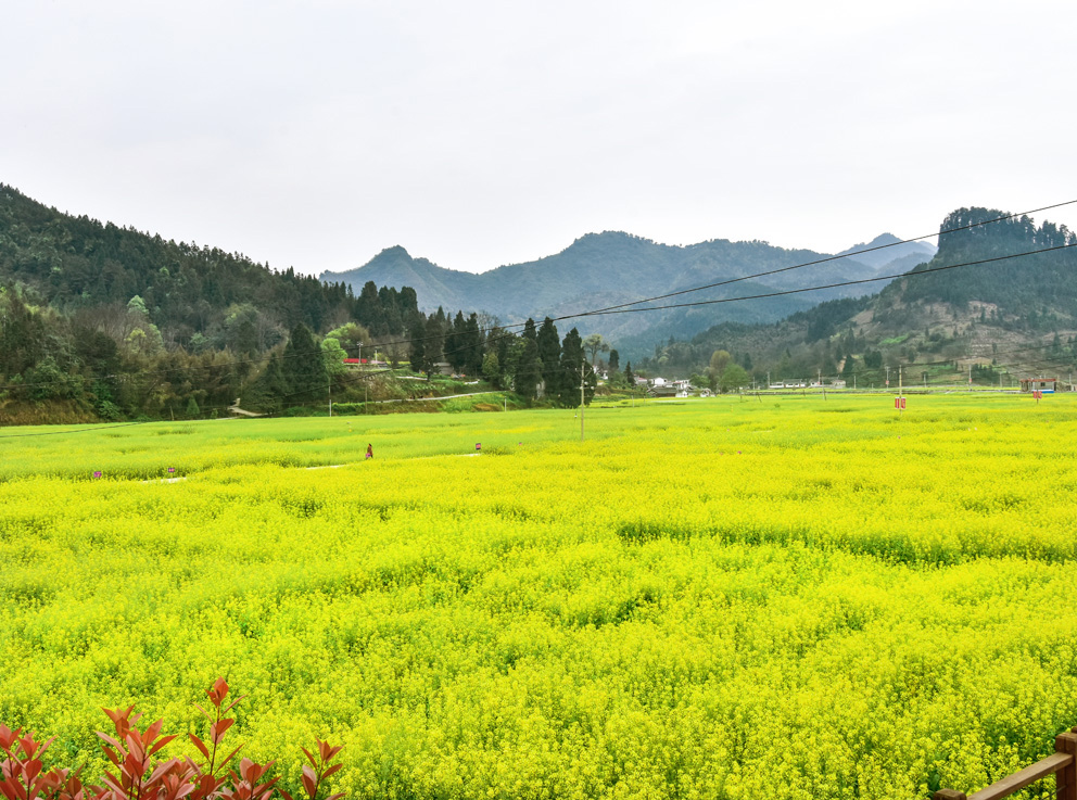 黔东花海—瓦屋乡油菜花