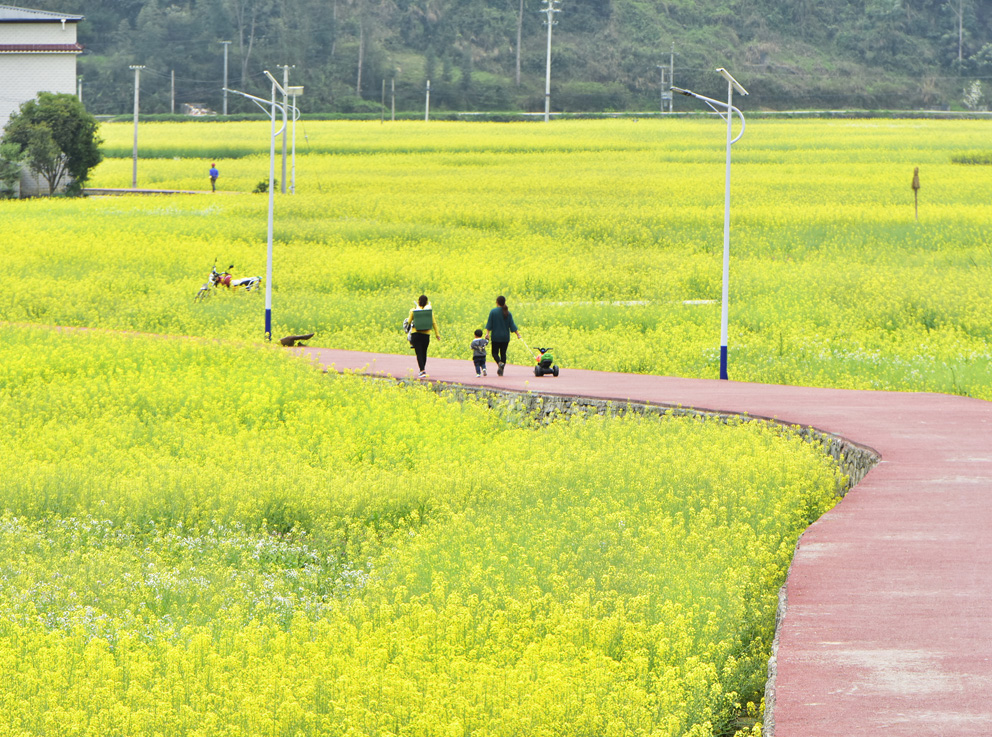 黔东花海—瓦屋乡油菜花