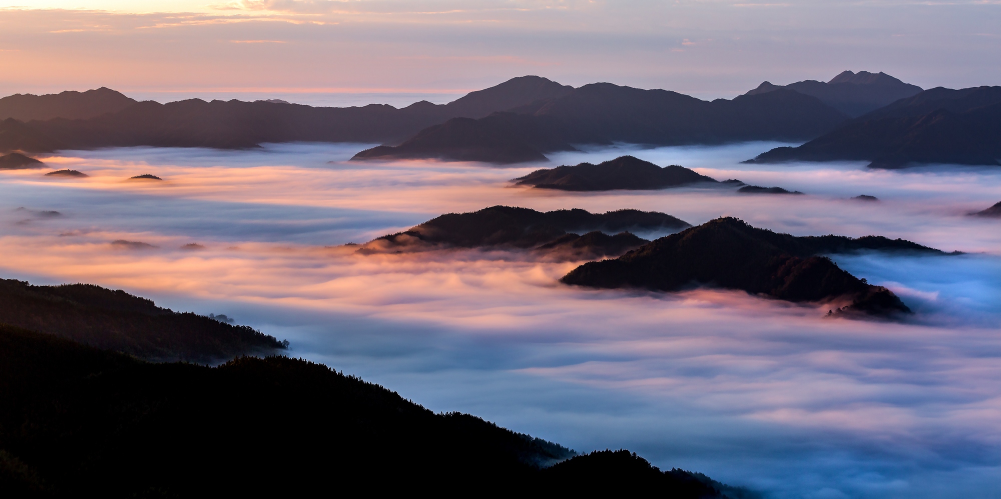 一片花海一片云(阳明山风光)