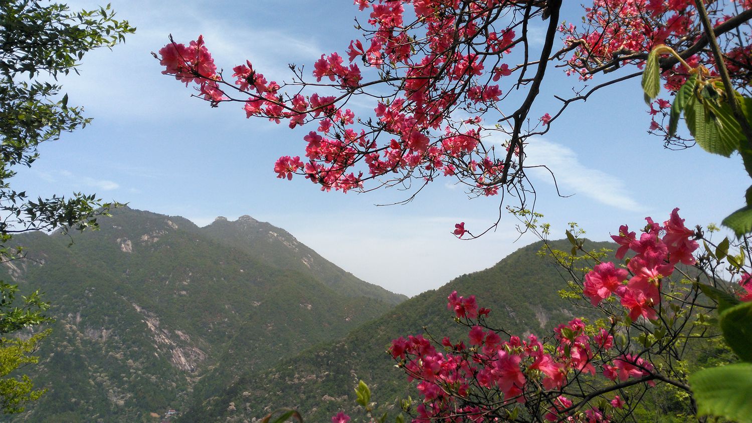 鞍山岫岩映山红一日游图片