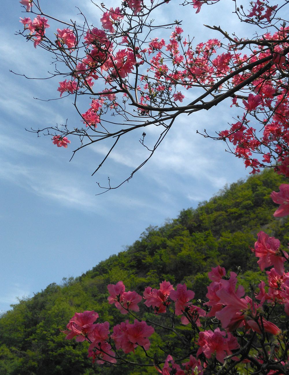 天馬寨映山紅遍