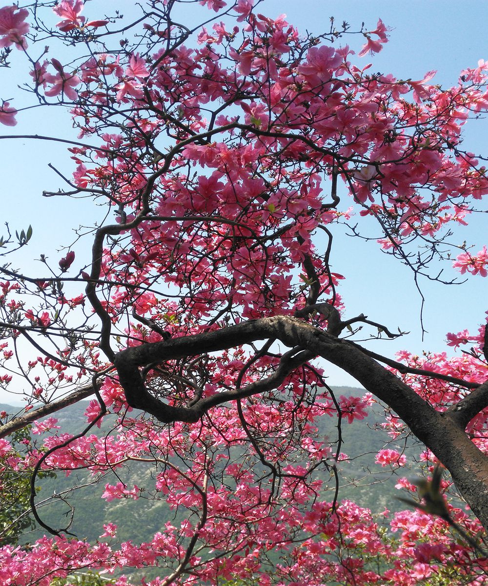 天馬寨映山紅遍