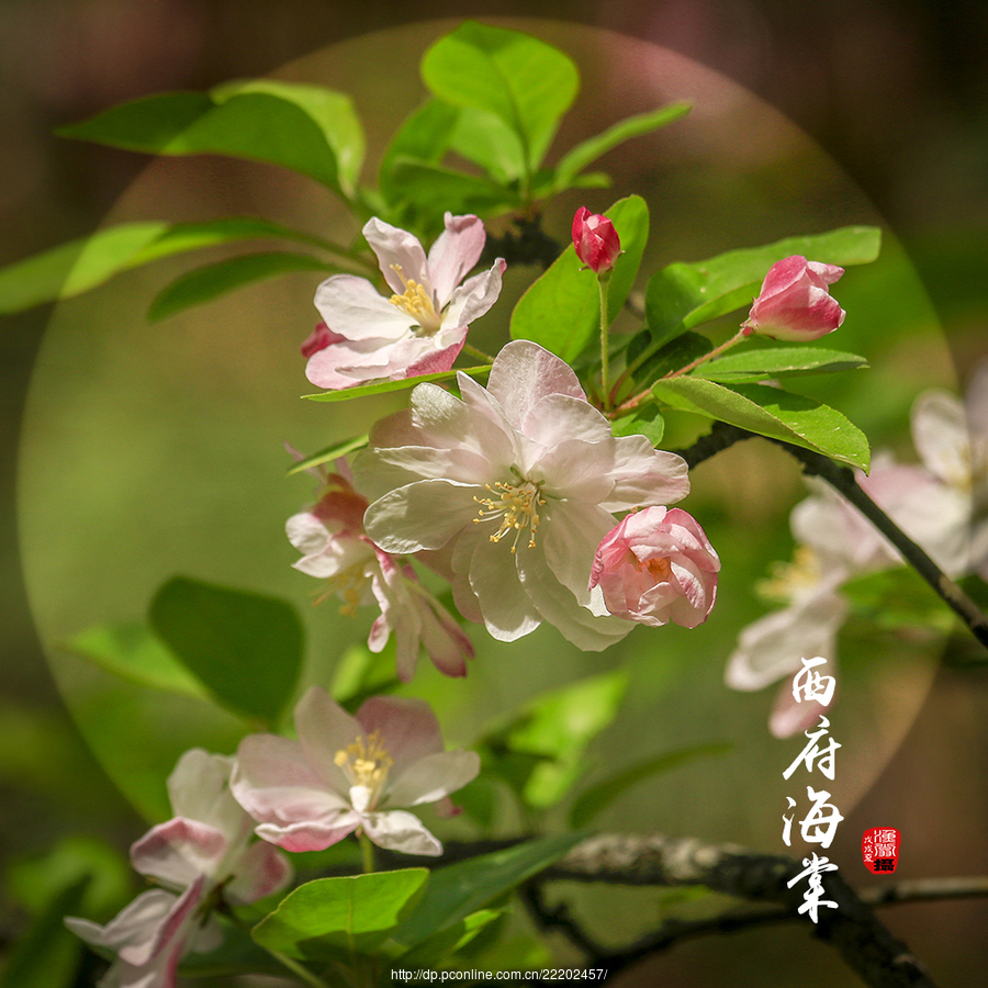 西府海棠图片欣赏(西府海棠花图片大全)