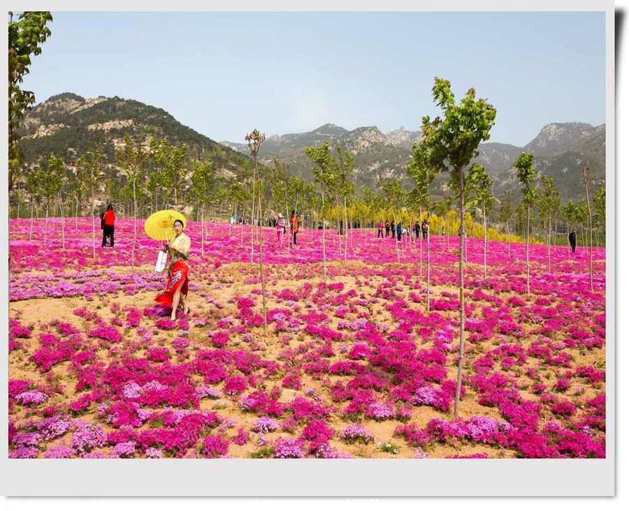 新泰莲花山花海图片