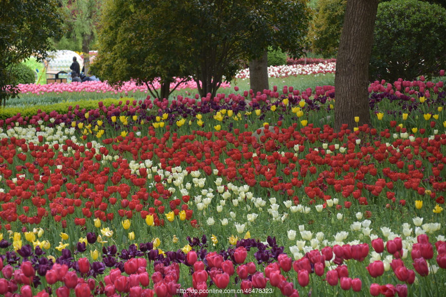 上海鲜花种植基地(上海的鲜花批发市场)