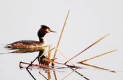 泰湖湿地-候鸟的家园