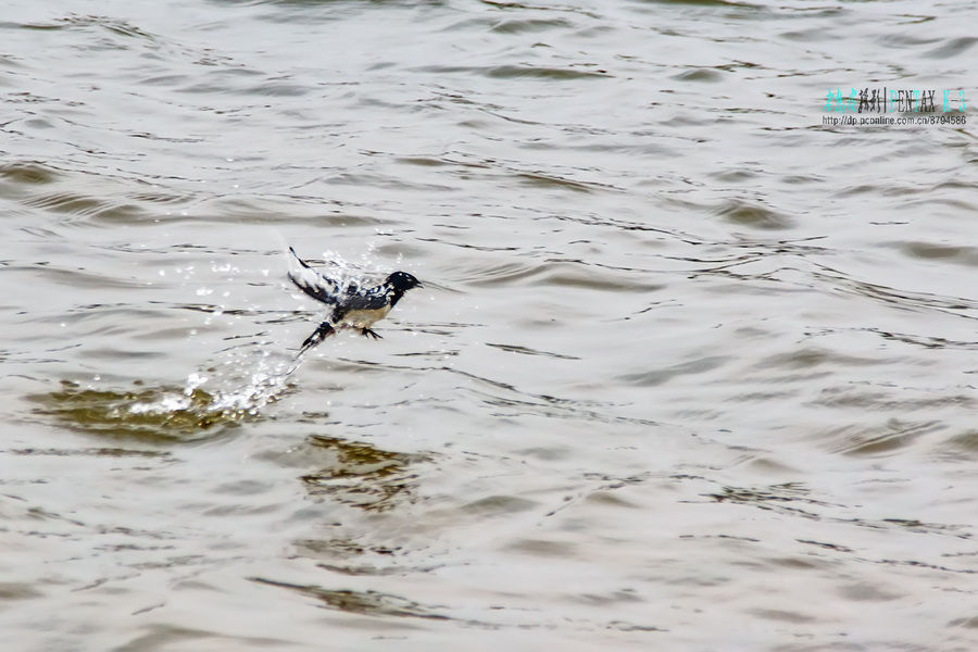 燕子低飞鱼出水图片