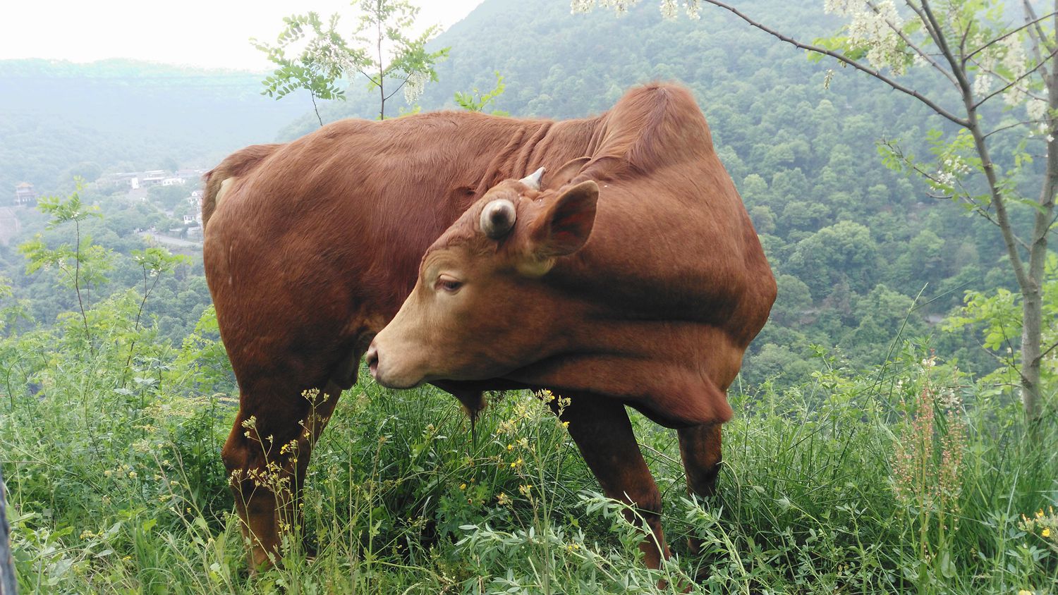 农村放养的土牛,肉味道好，很多人没有见这样喂养的土牛