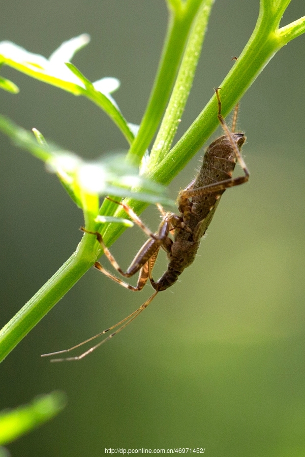 赤塔獵蝽