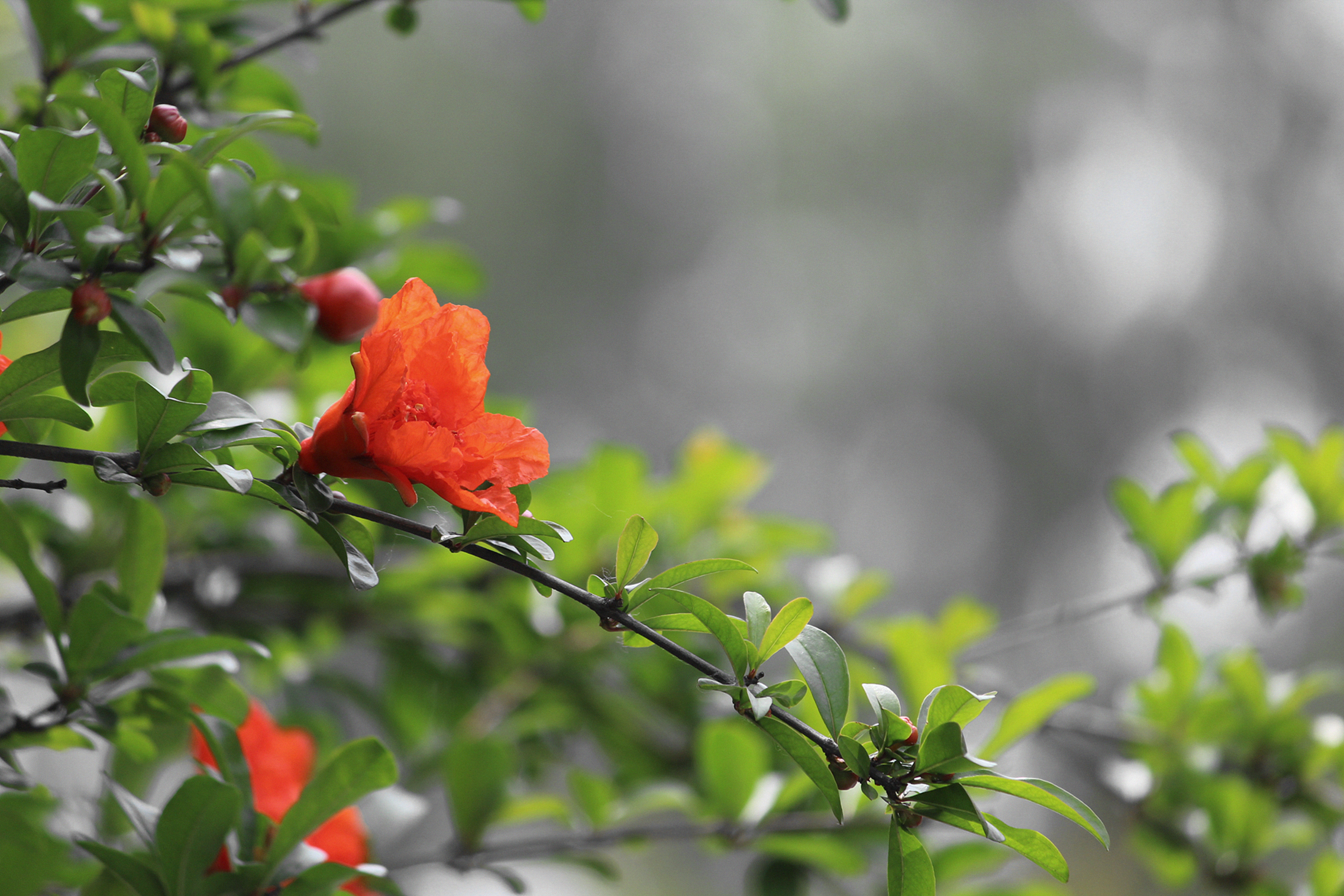 花石榴