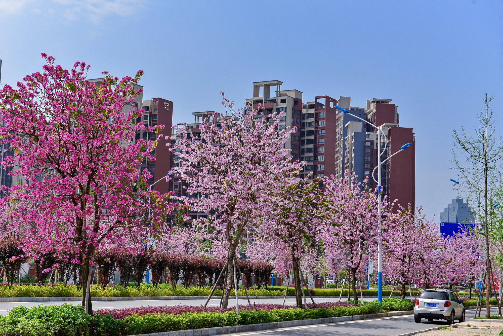 嘉兴的市花图片